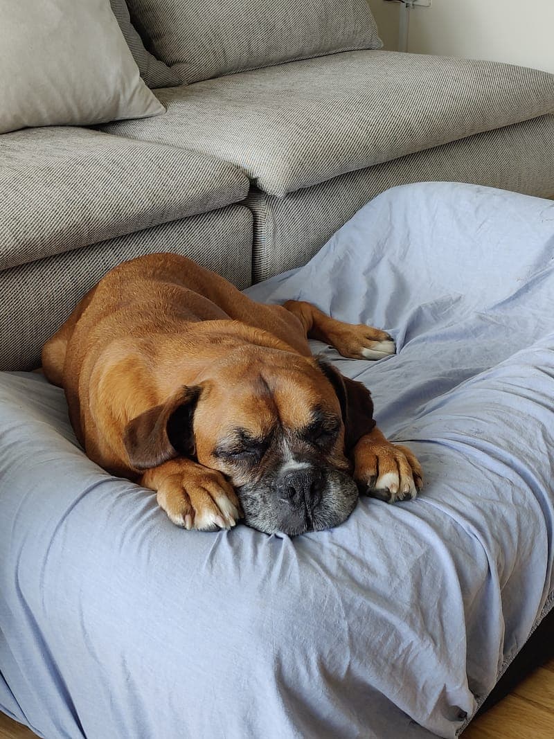 Dog sleeping peacefully