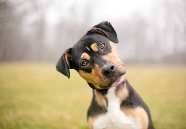 istockphoto 2026155202 612x612
